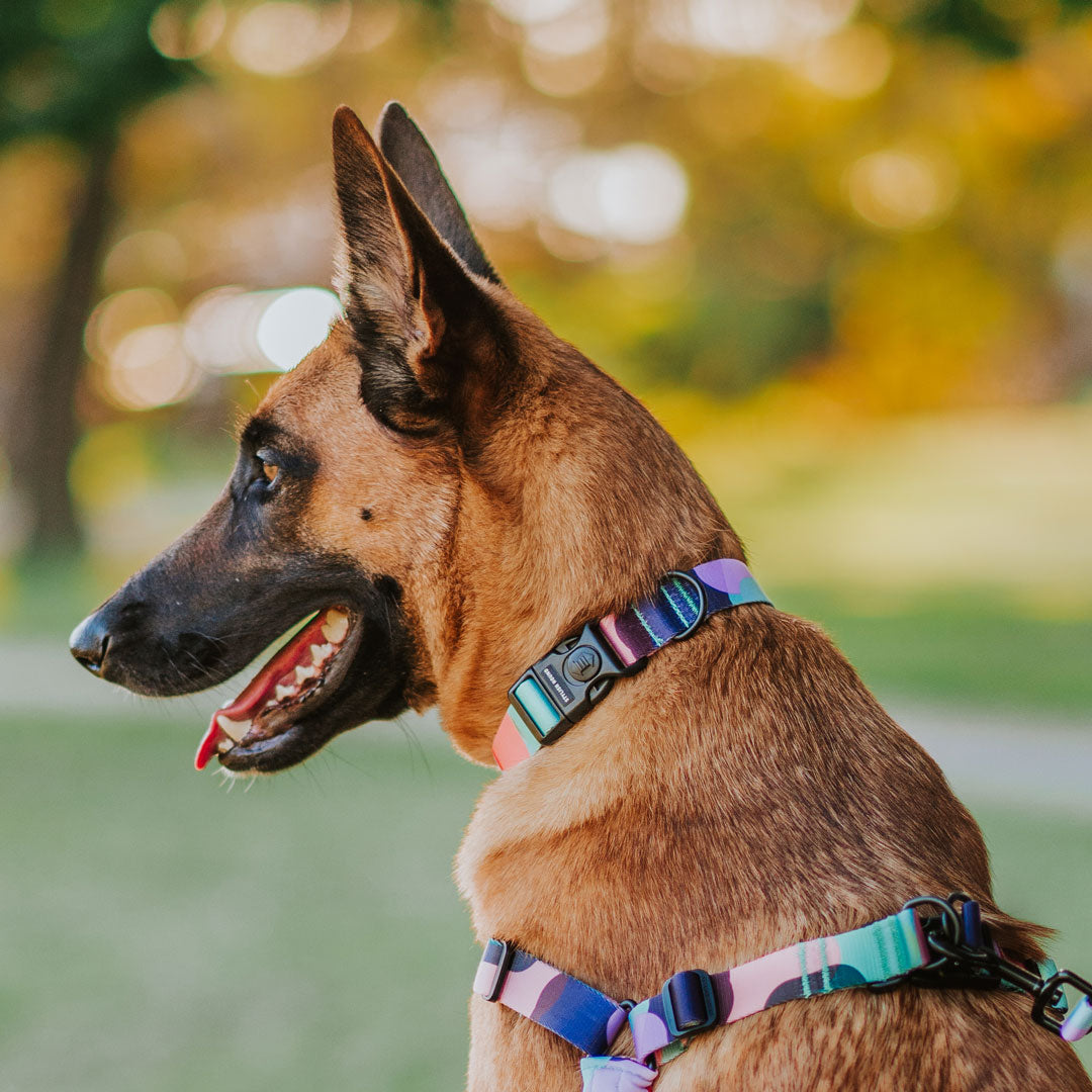 Atlas Collar - Atlas