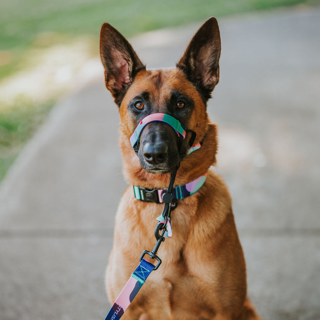 Halter Safety Clip SALE