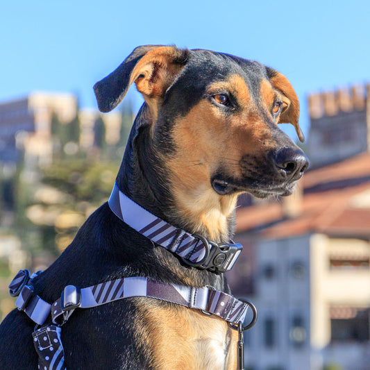 Graphite Collar - Graphite