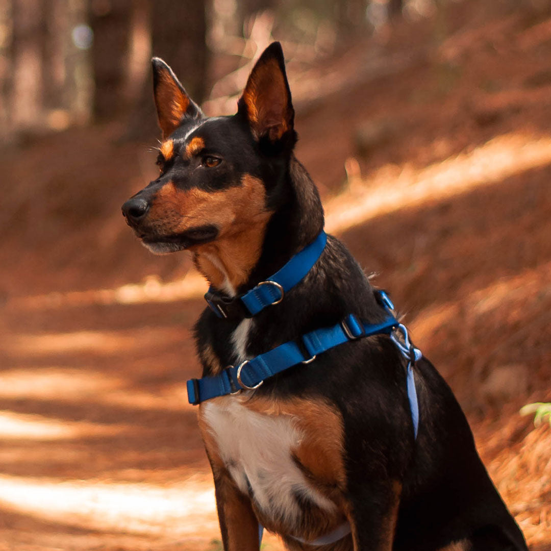 Horizon Collar - Horizon