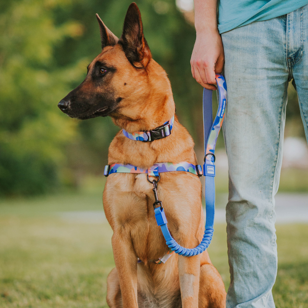 Luna OG No-Pull Training Harness - Luna