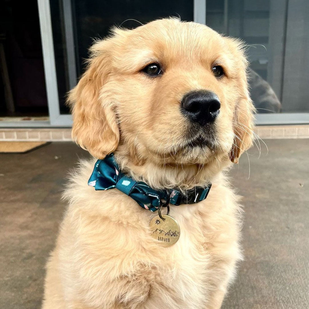Nova Bow Tie - Nova