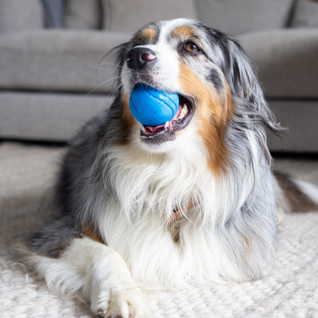 blue rubber dog ball
