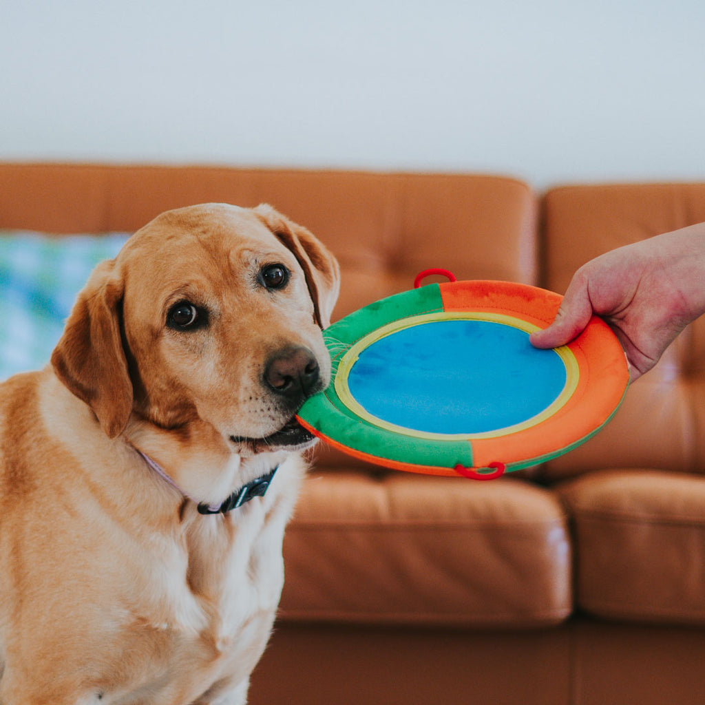 Soft dog frisbee online