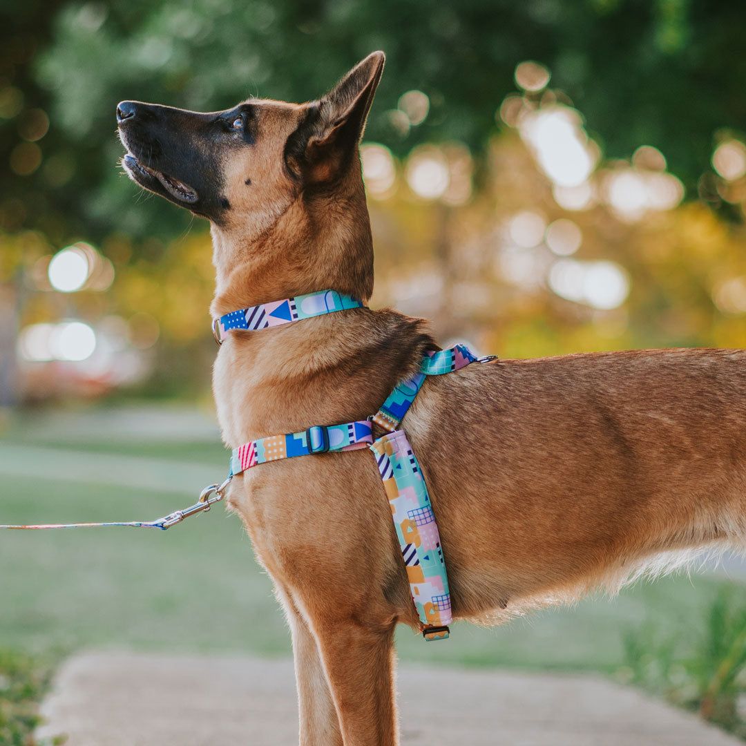 Milano OG No-Pull Training Harness - Milano