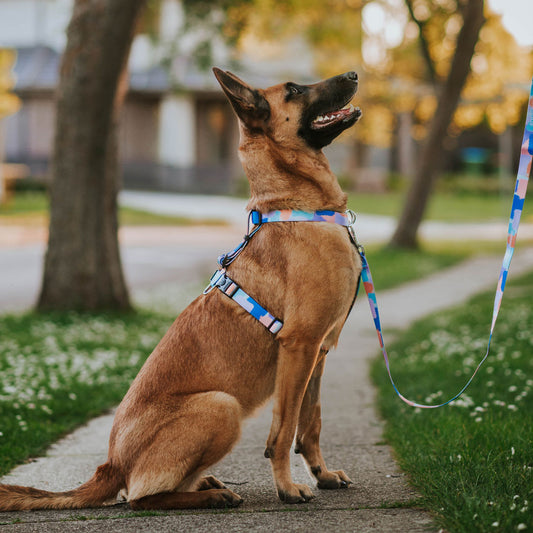 Chrome Leash - Chrome