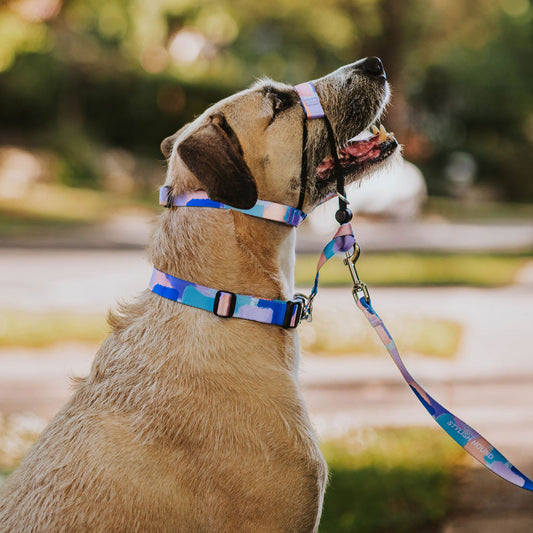 Chrome Collar - Chrome