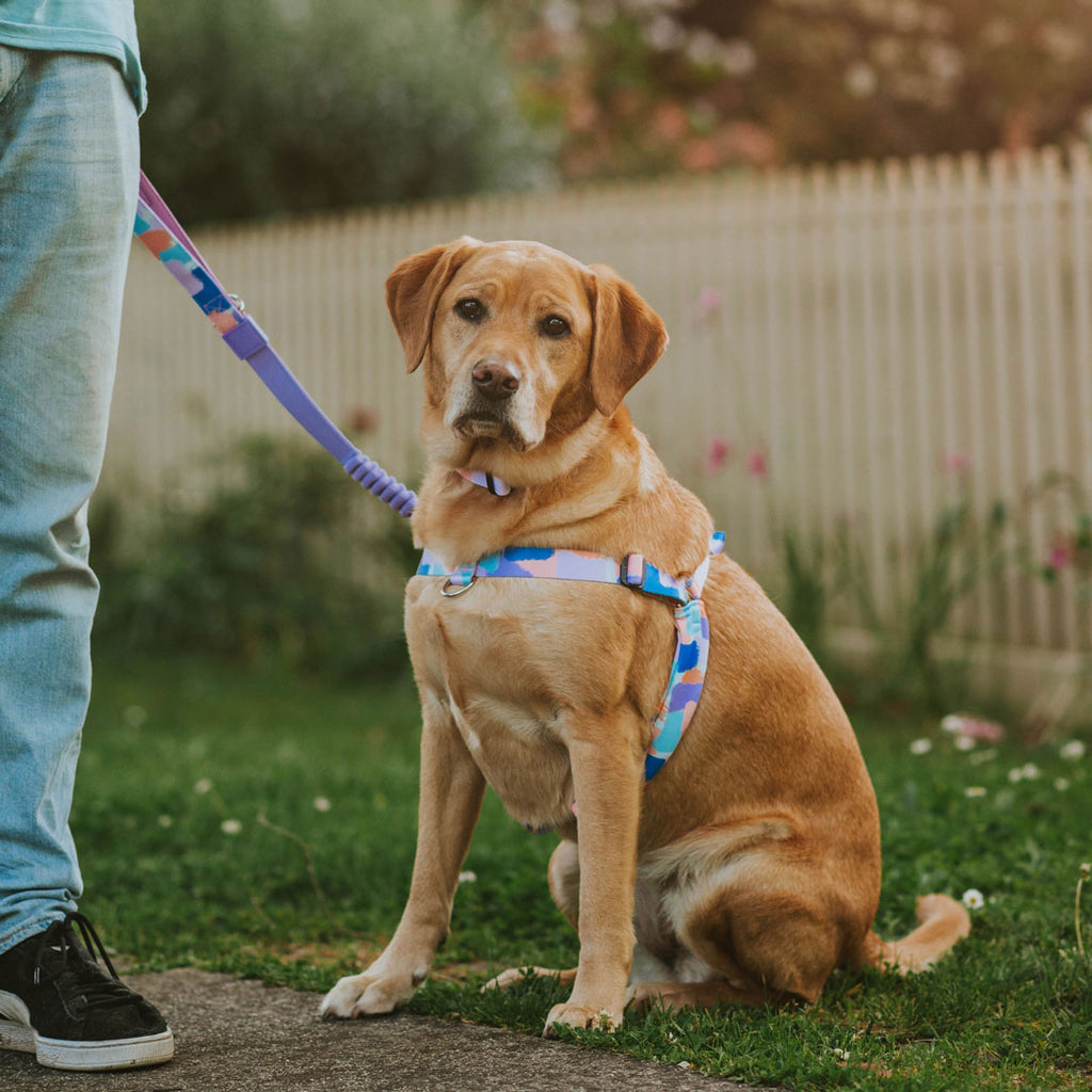 Chrome OG No Pull Training Harness