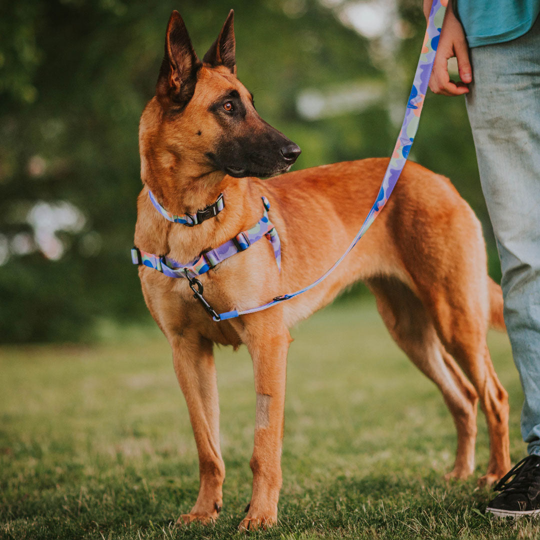 Luna RNT No-Pull Training Harness - Luna