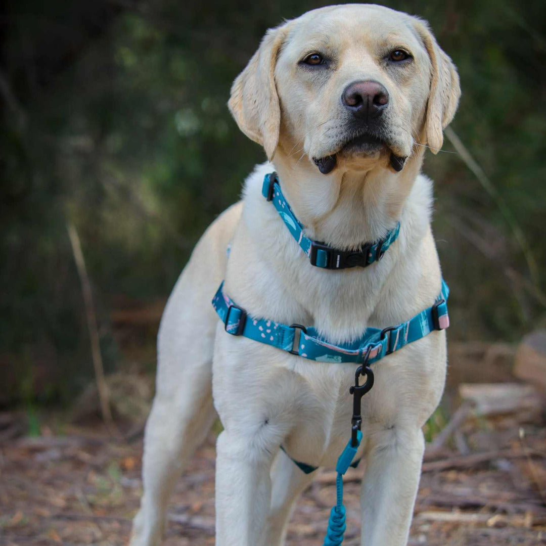 Nova RNT No-Pull Training Harness - Nova