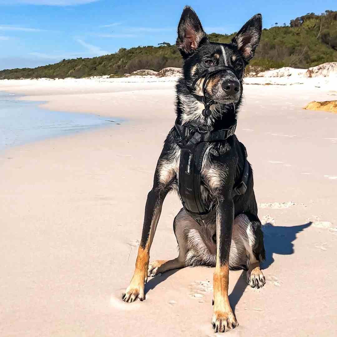 Blackout Explorer Chest Plate - Blackout