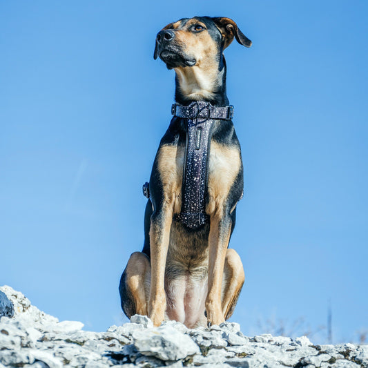 Jackson Explorer Chest Plate - Jackson