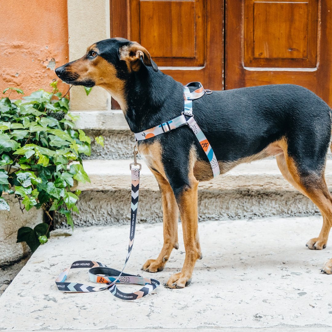 Newtown OG No-Pull Training Harness - Newtown