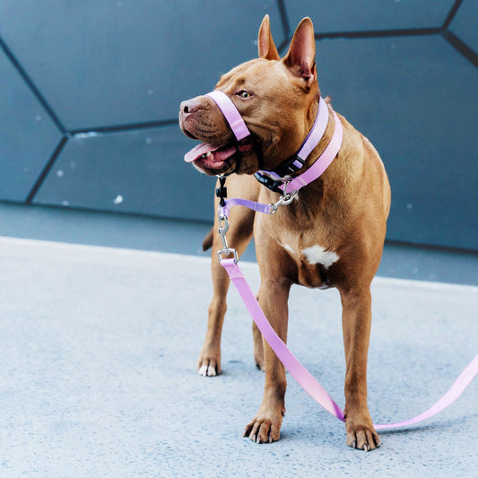 Sorbet Halter - Sorbet