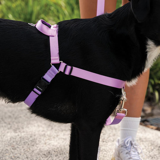 Sorbet OG No-Pull Training Harness - Sorbet