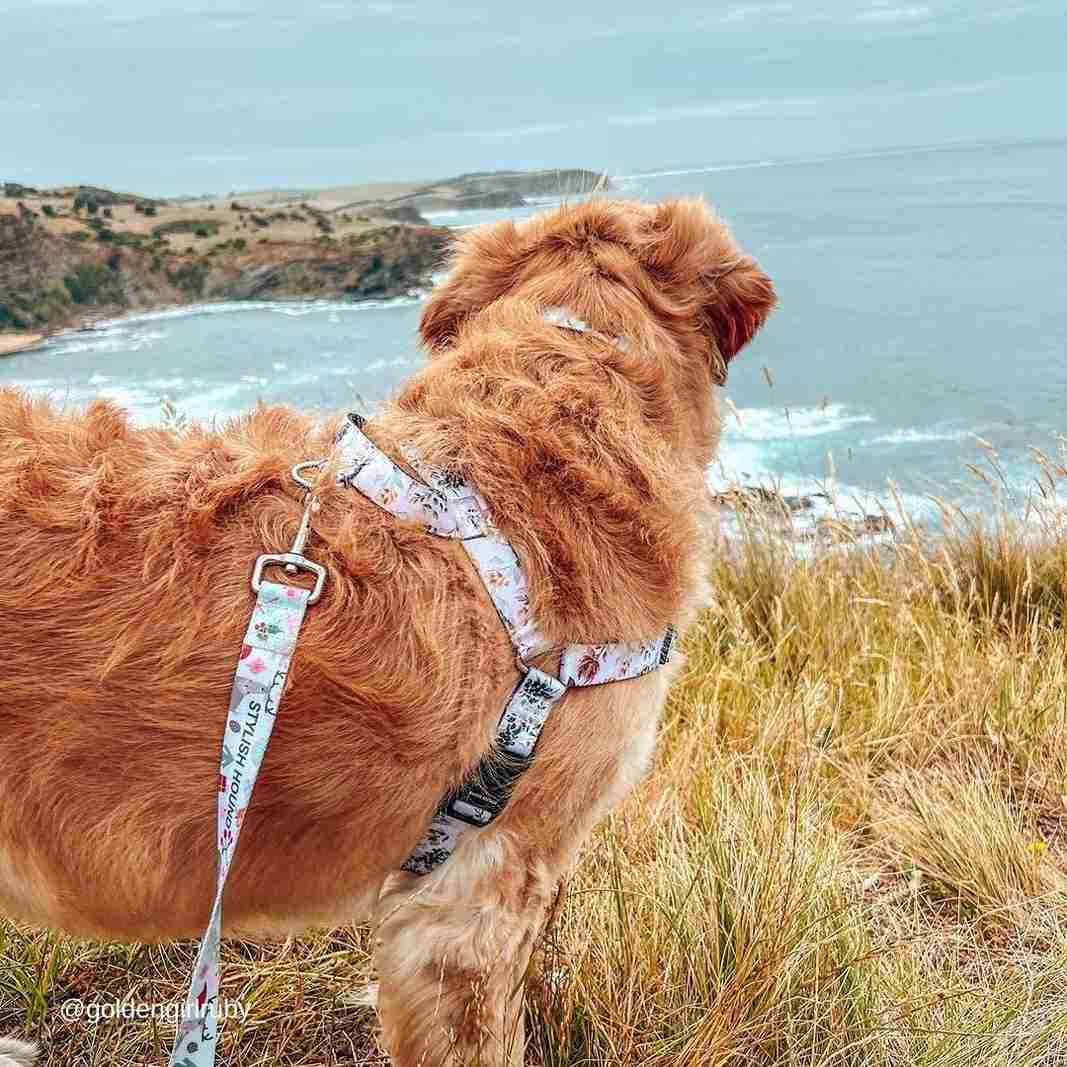 Evergreen OG No-Pull Training Harness - Evergreen