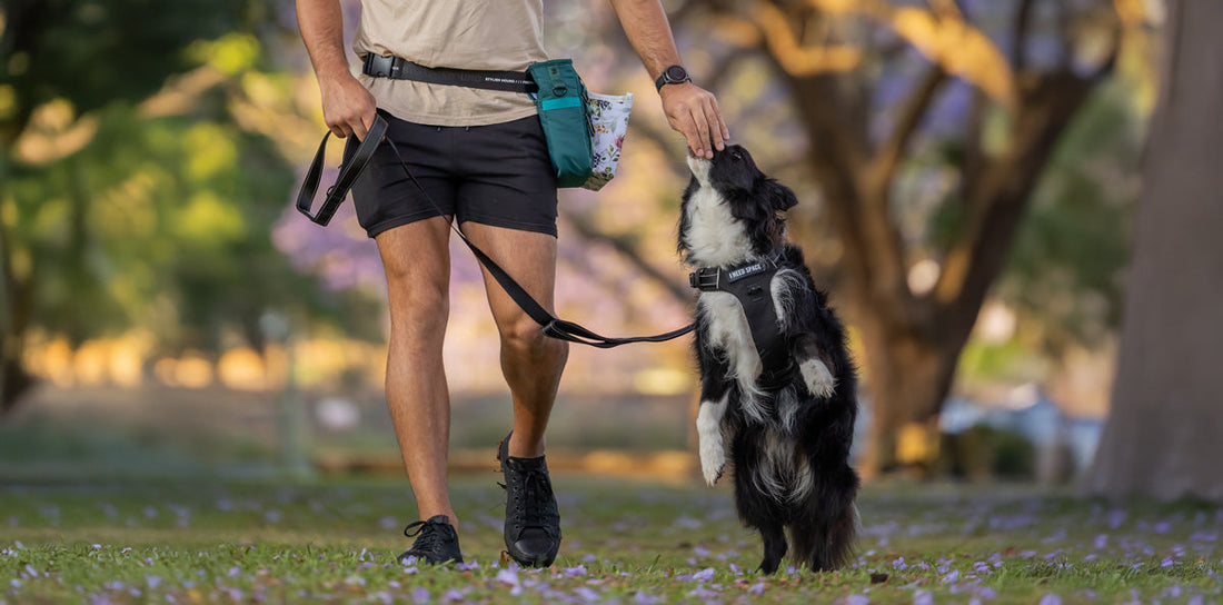 What to Pack for Dog Training Sessions