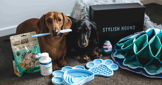 HOW TO REDUCE STRESS AND ANXIETY IN PETS