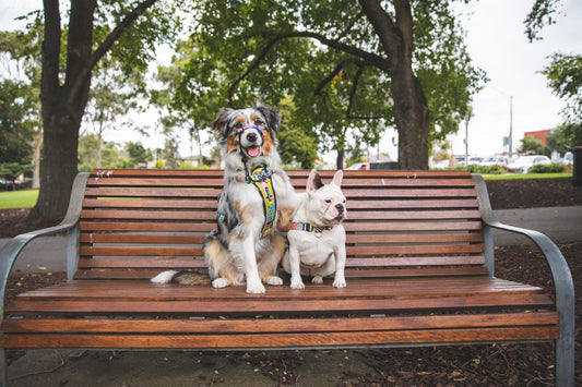 Dog Grooming Tips For After Walks