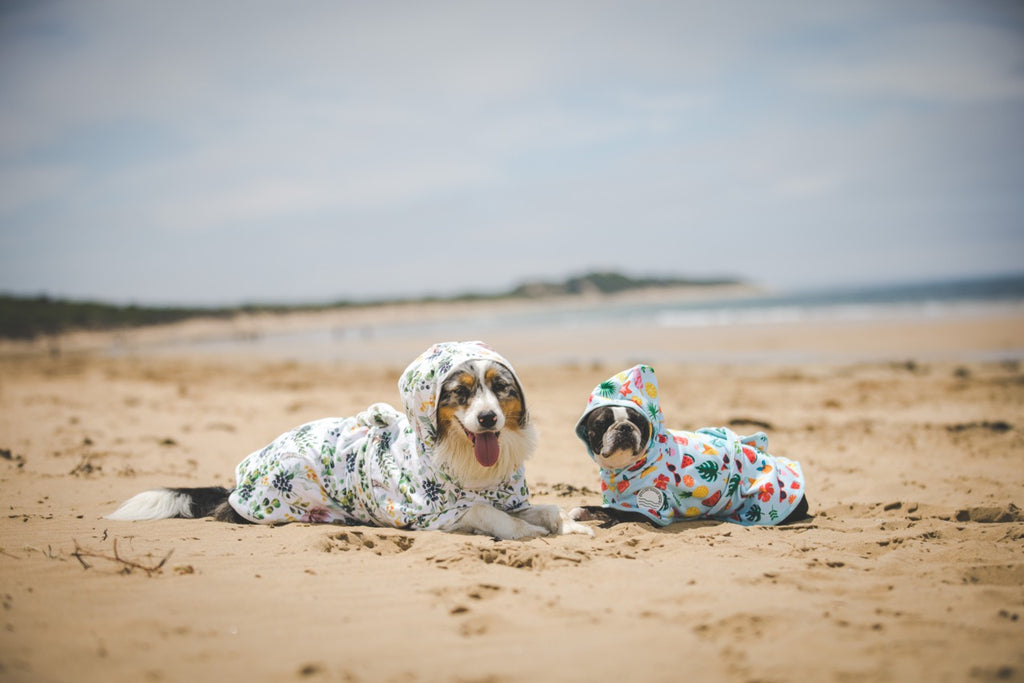 Tips For the Perfect Dog Day at the Beach