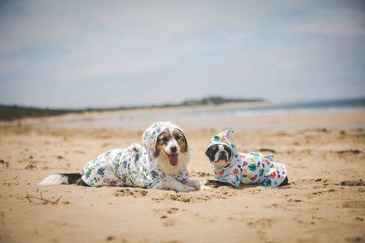 Tips For the Perfect Dog Day at the Beach