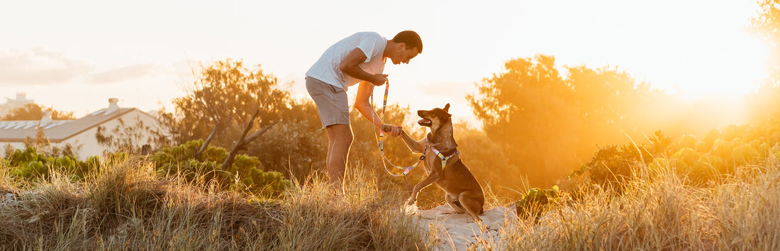 Help! My dog pulls me down the street!