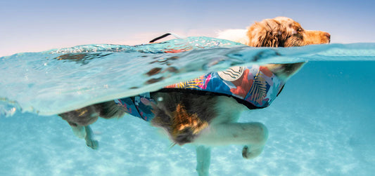 Teaching a Dog to Swim