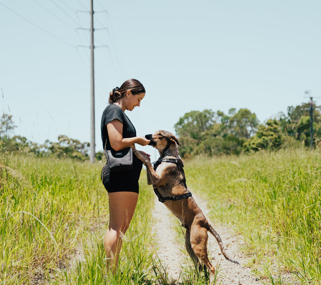How Much Exercise Does a Dog Need?