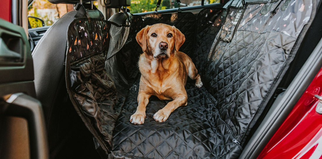 Travelling With Your Dog? Know The Rules
