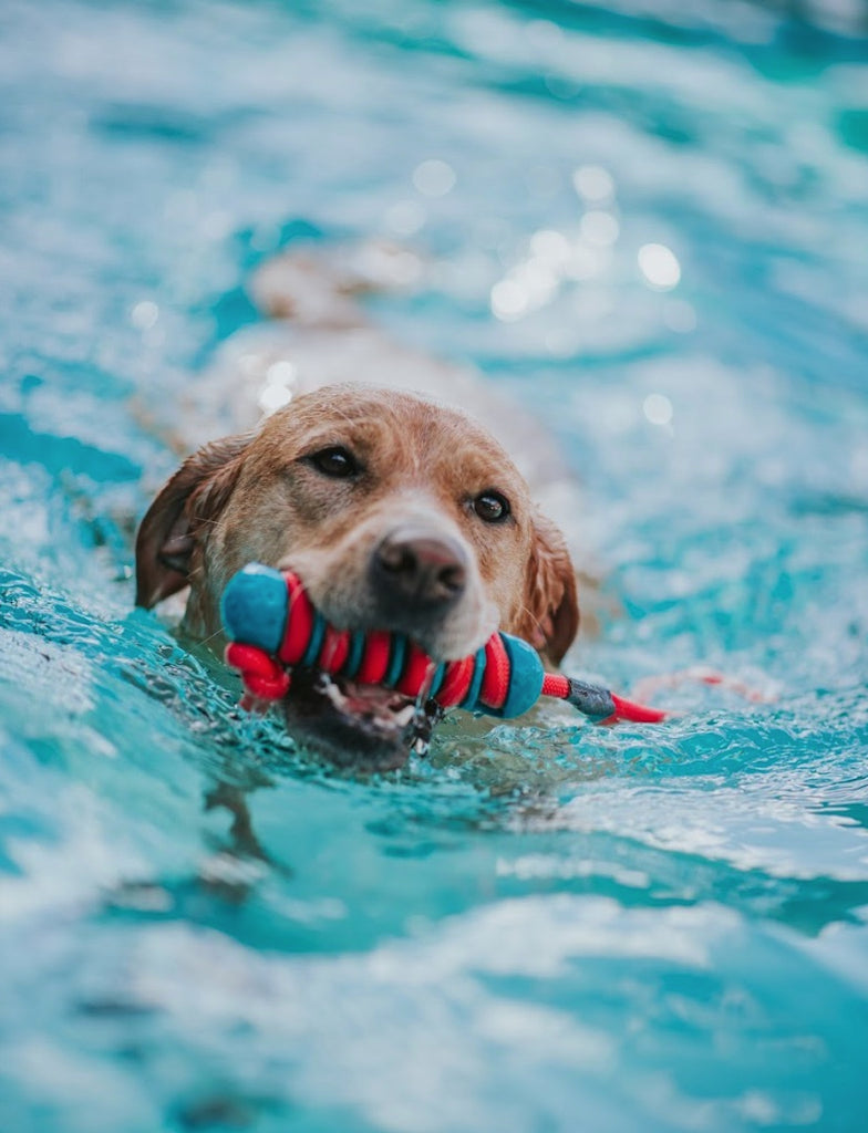 Tips to Cool Your Dog on a Hot Summer Day