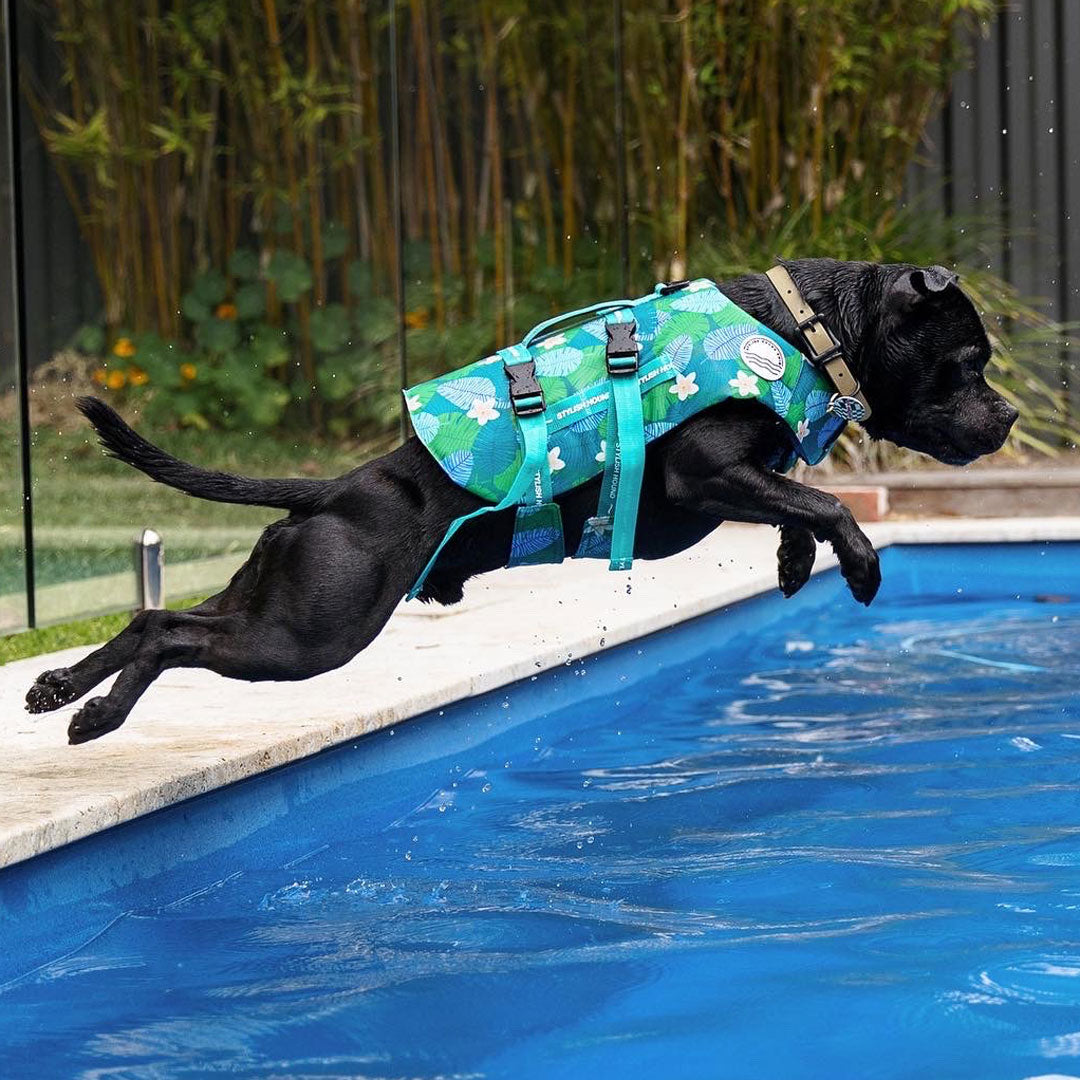 Teaching a Dog to Swim