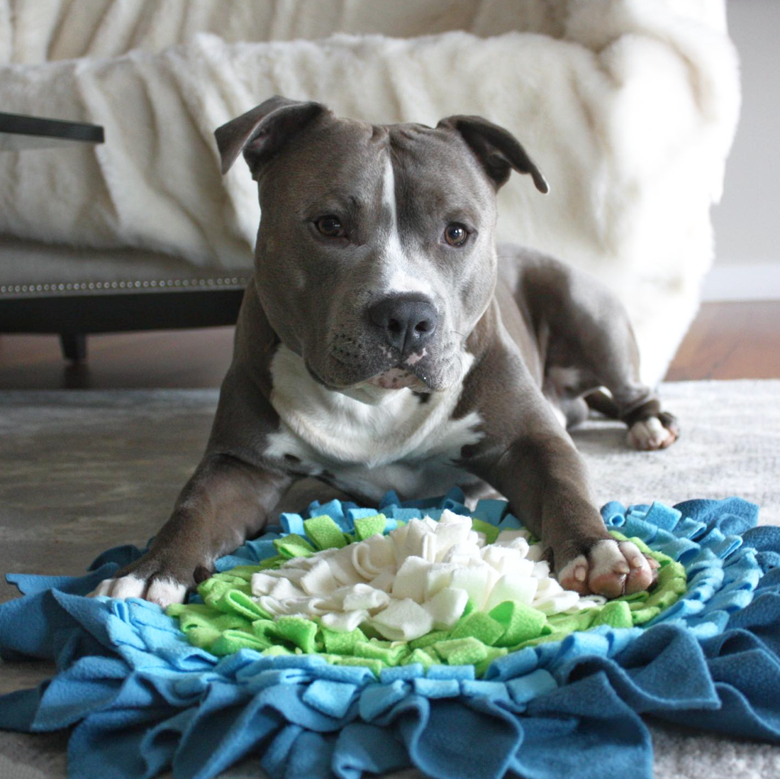 How to stop dogs from digging