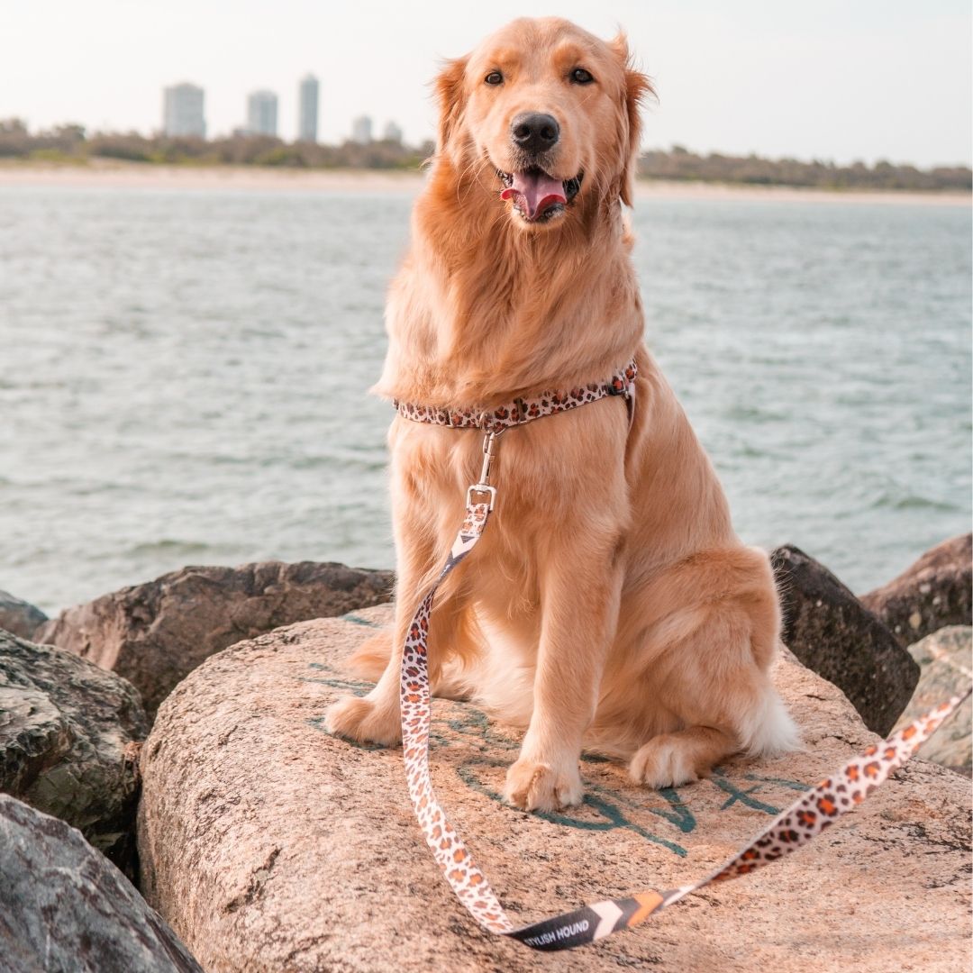 Wild Side Leash - Wild Side