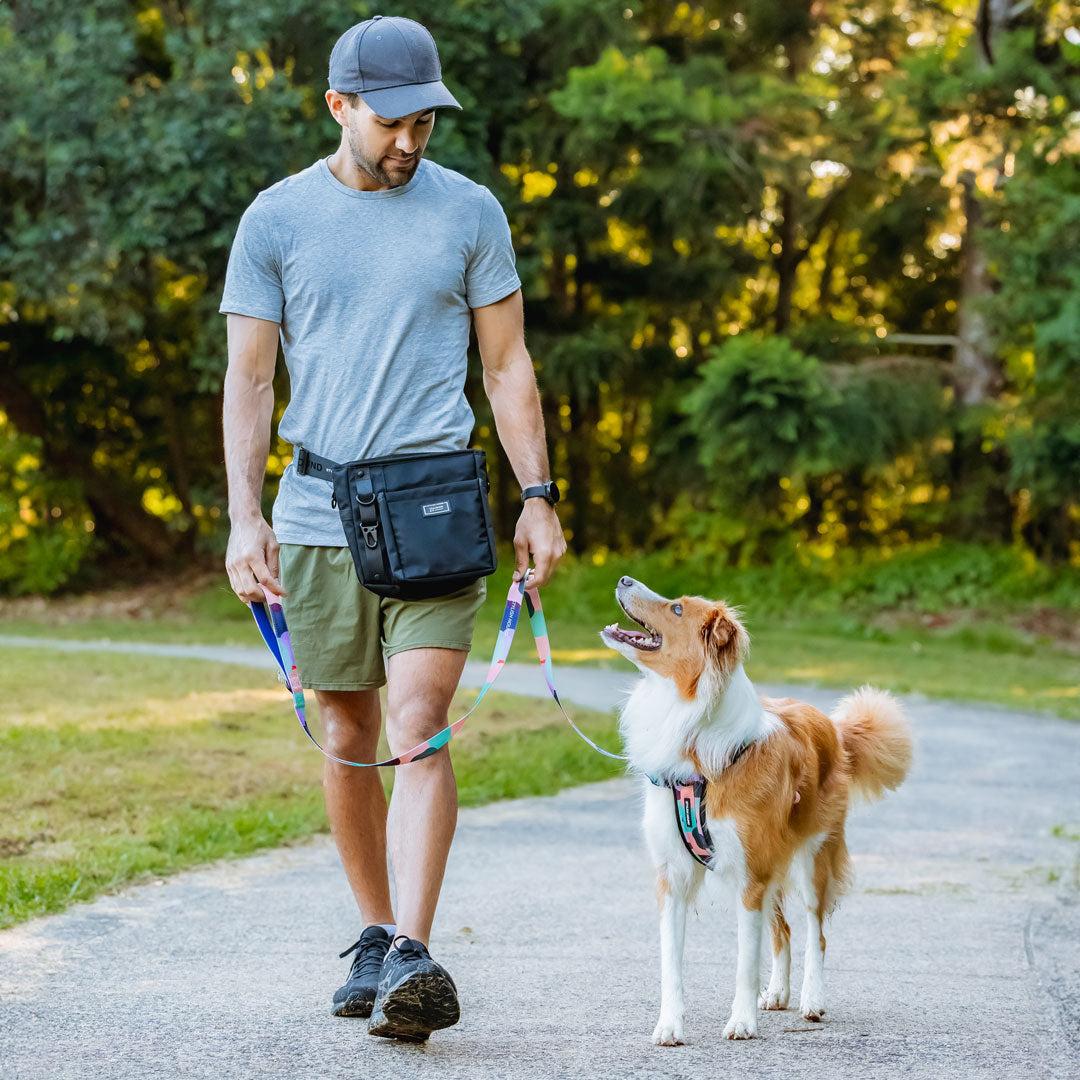 Elite fashion dog walking