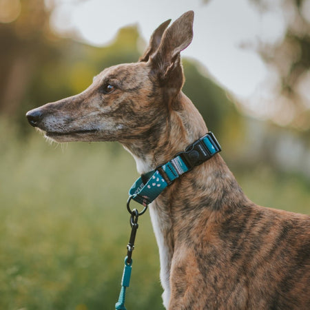 Nova Martingale - Nova