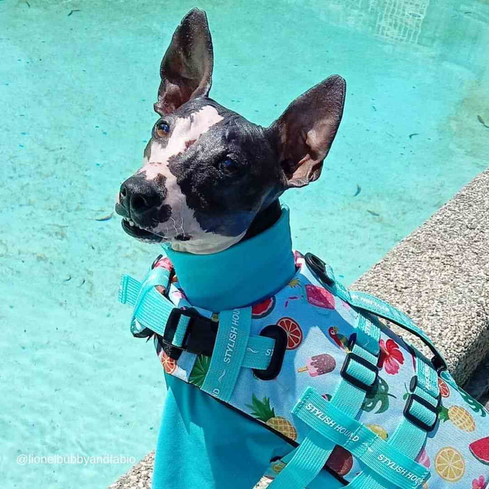 Malibu Dog Swim Jacket