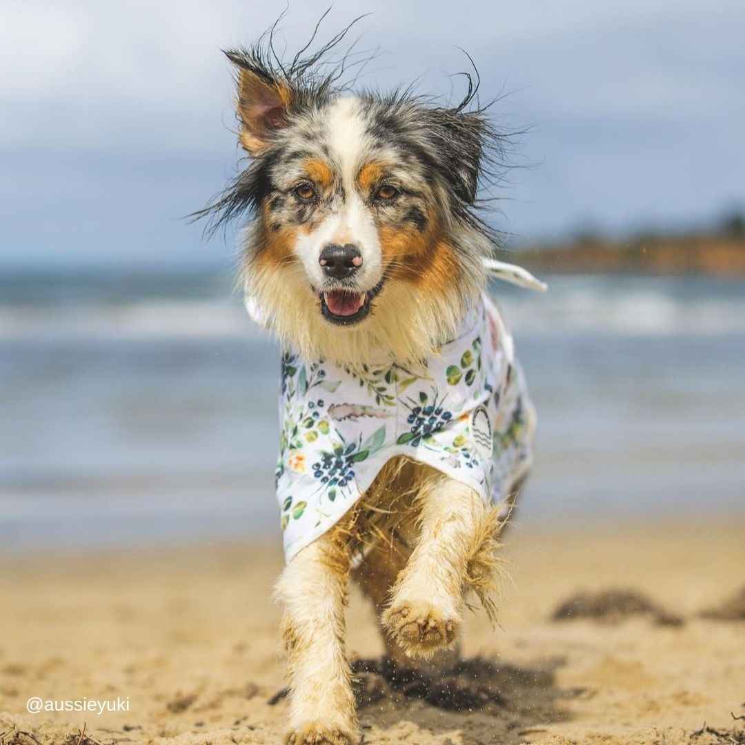 Evergreen Dog Robe