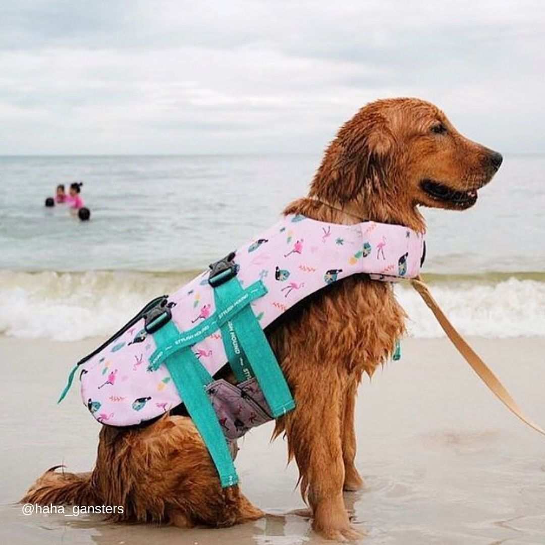 Dog Swim Jacket