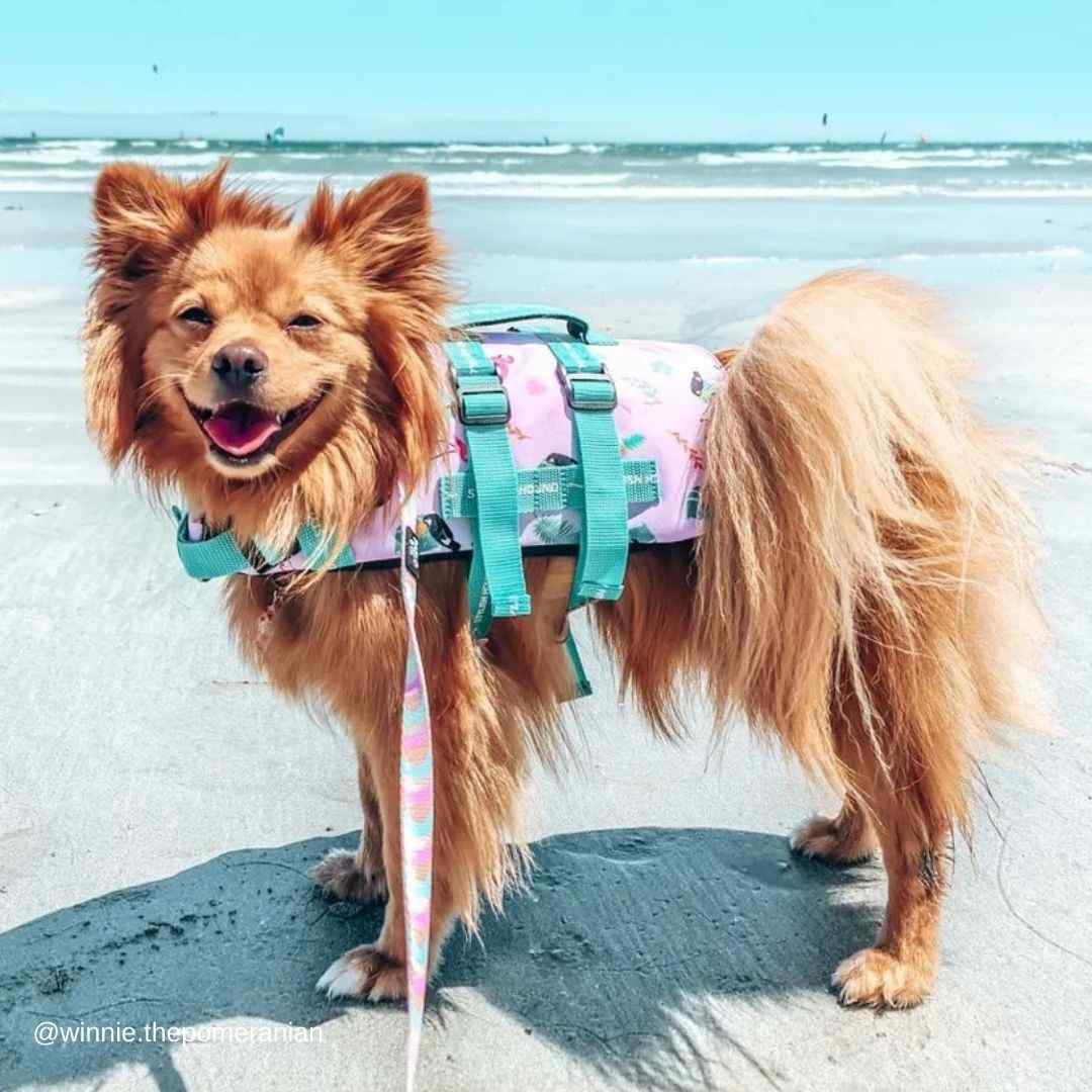 Tropical Dog Swim Jacket