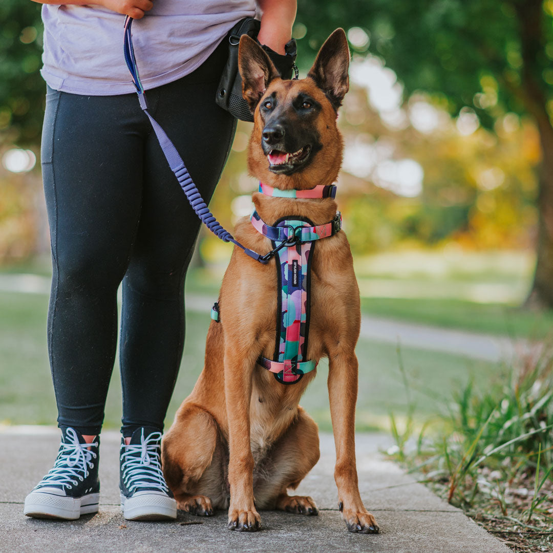 Atlas CC Leash - Atlas