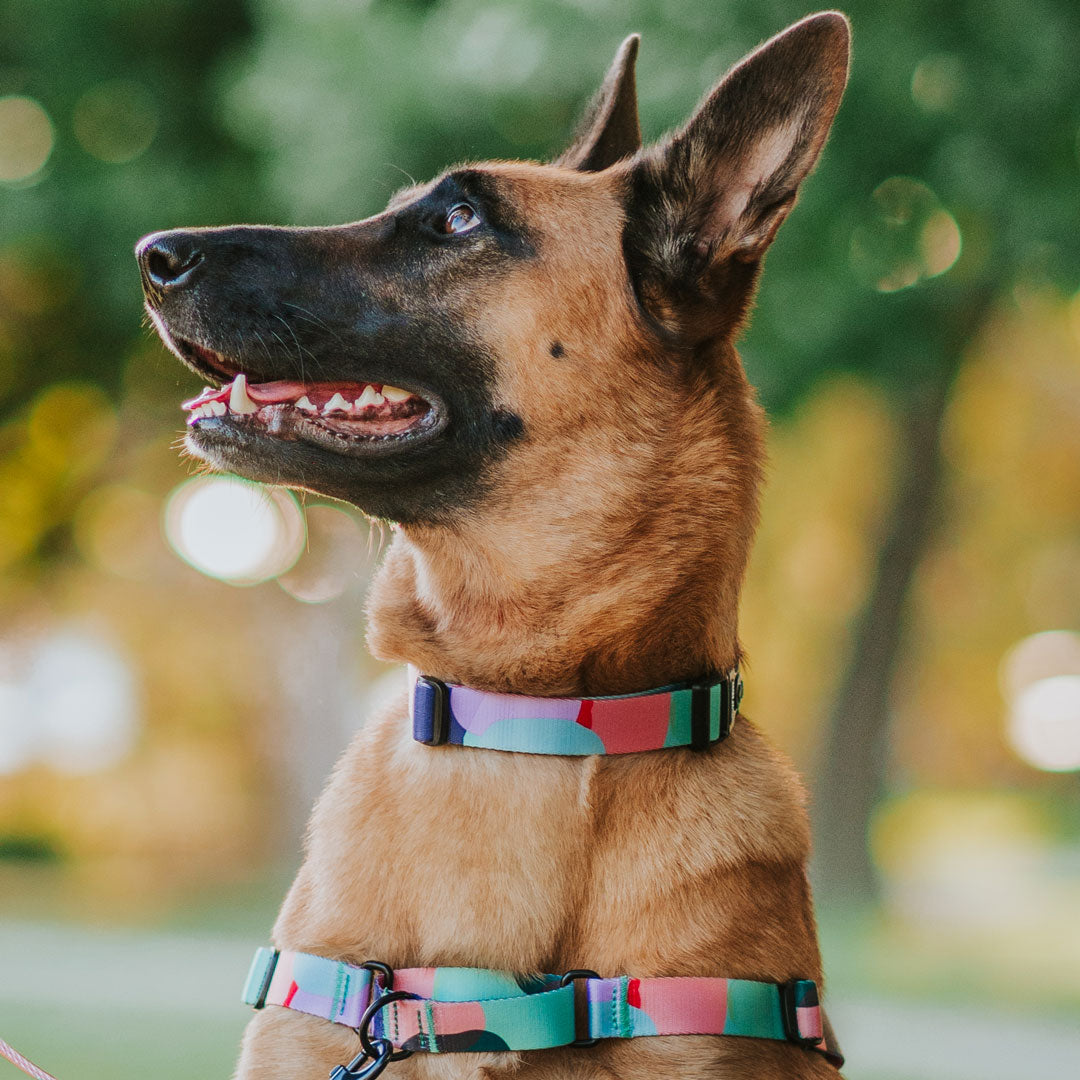 Atlas Collar - Atlas