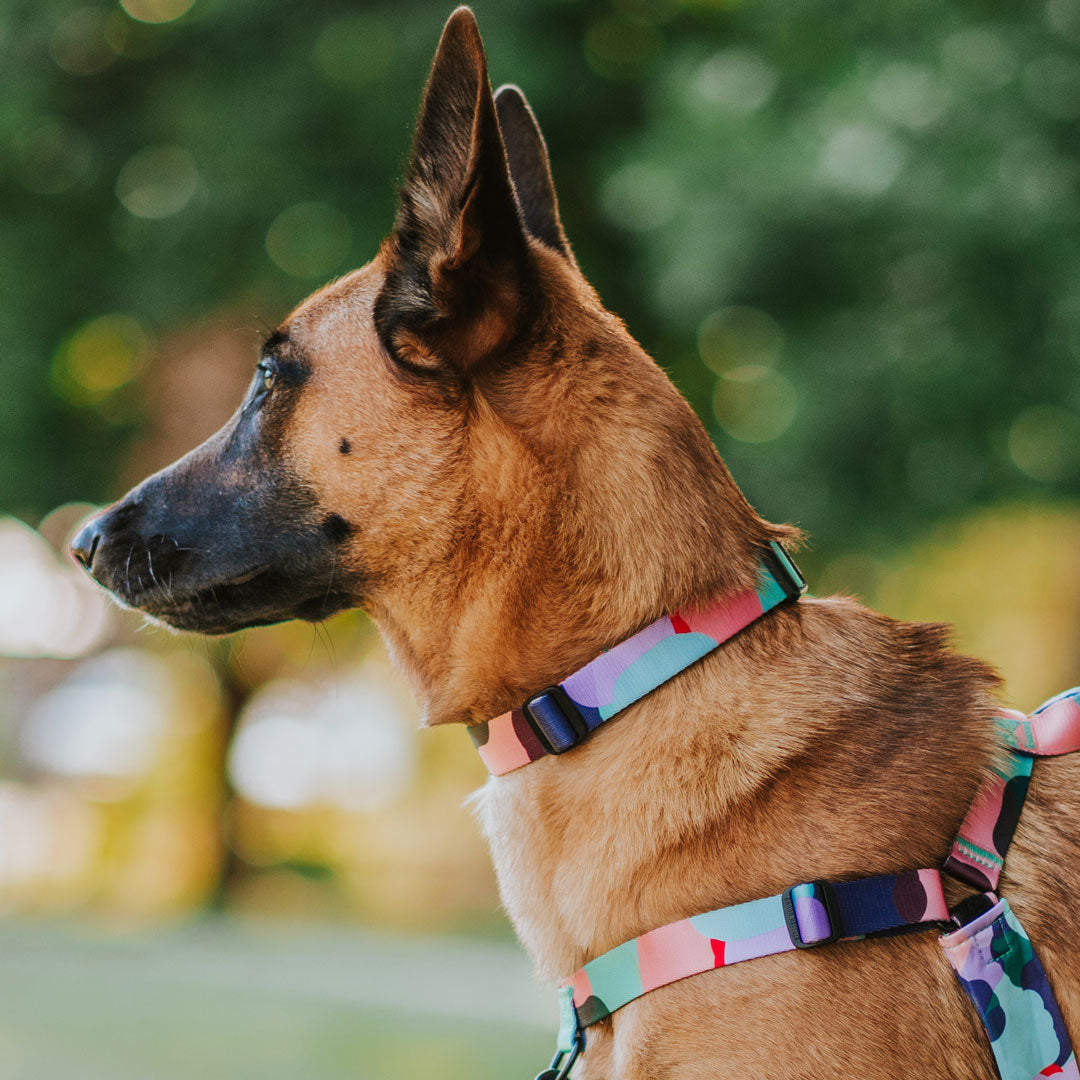 Atlas Collar - Atlas