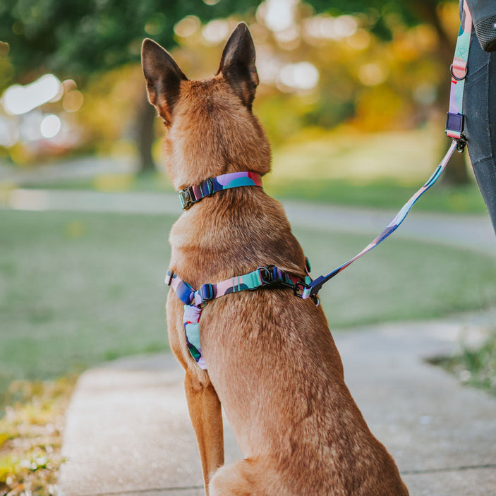 Atlas RNT No-Pull Training Harness