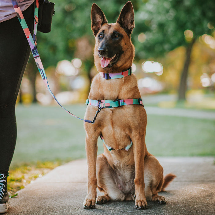 Atlas RNT No-Pull Training Harness - Atlas