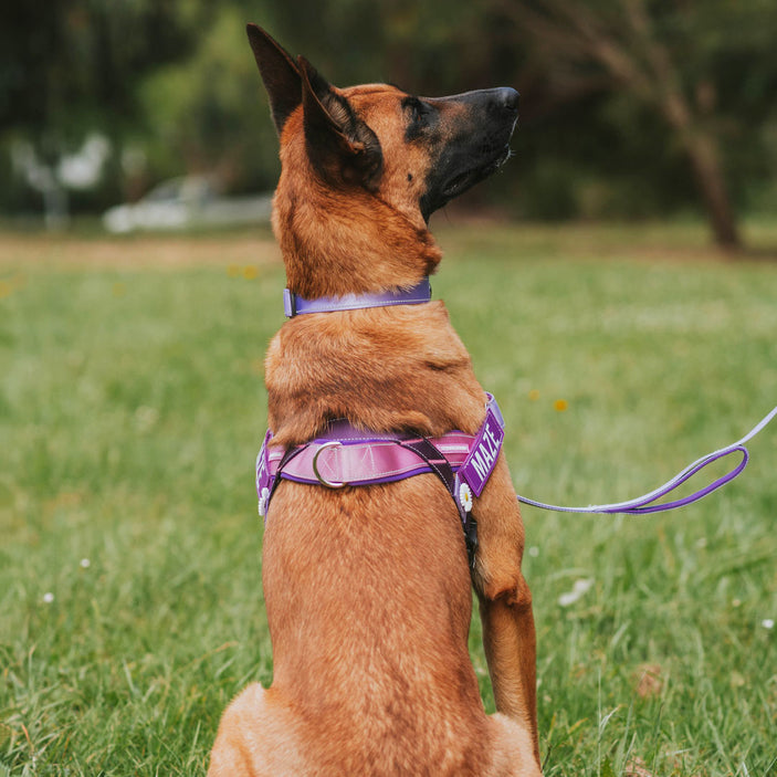 Berry Personalised No-Pull Harness