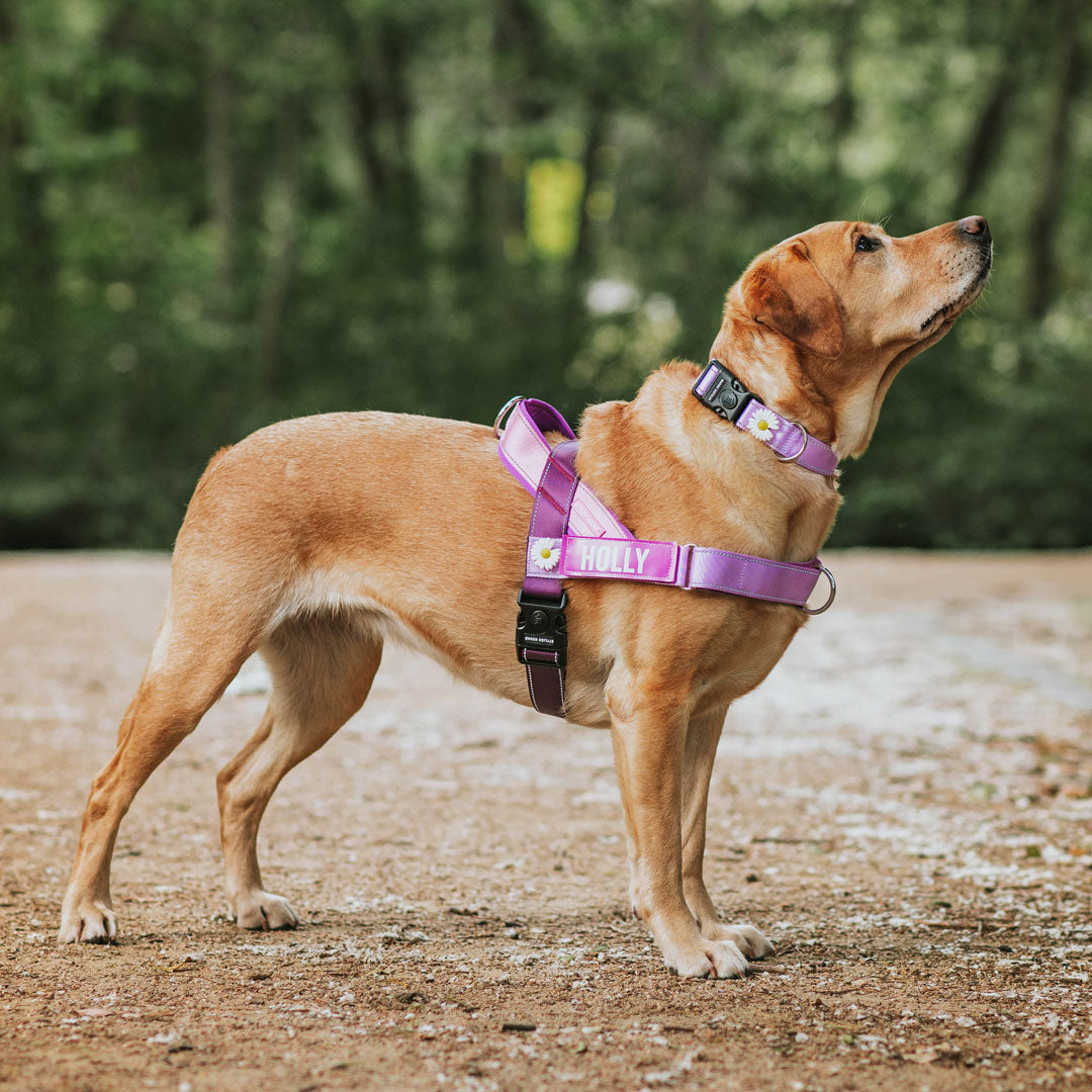 Personalised shop harness dog