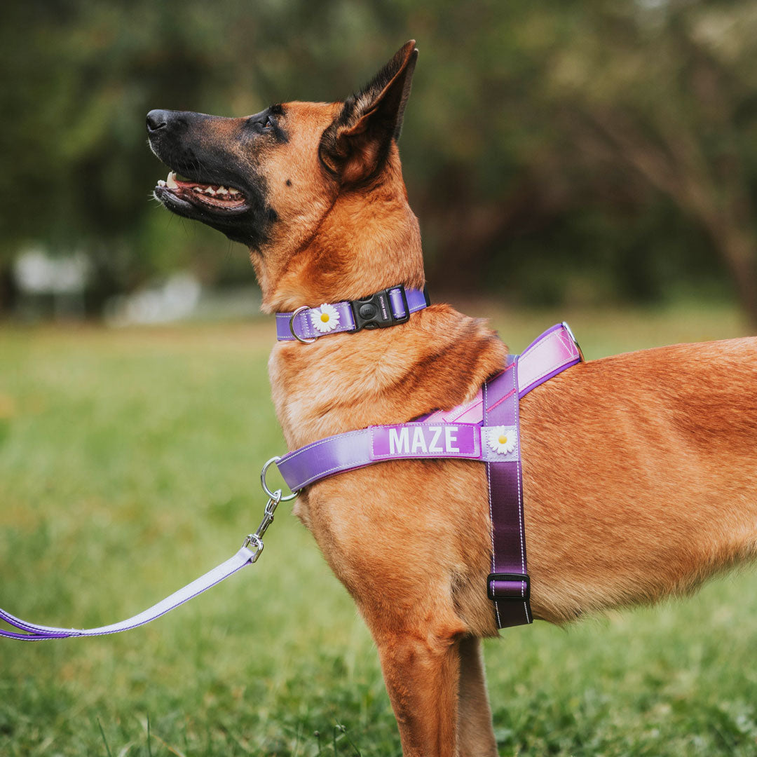 Personalized Martingale No-Pull Collar & Leash