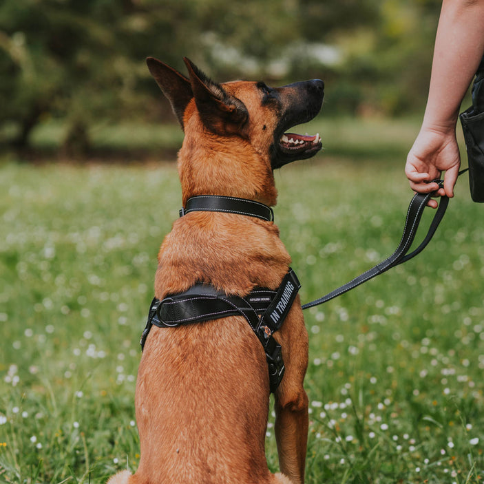 Jet Black Personalised No-Pull Harness