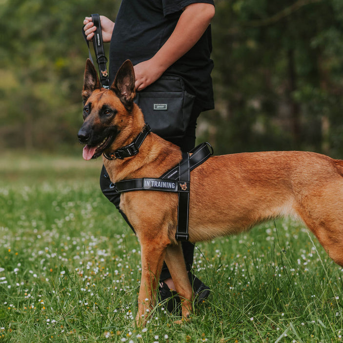 Jet Black Personalised No-Pull Harness