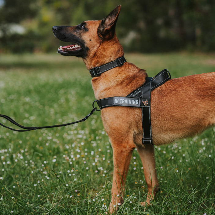 Jet Black Personalised No-Pull Harness